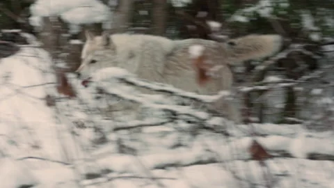 Gray wolf Stock Footage 151035039