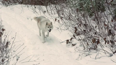 Gray wolf Stock Footage 151035117