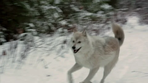 Gray wolf Stock Footage 151035490