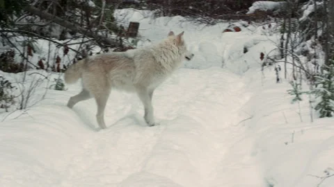 Gray wolf Stock Footage 151036187