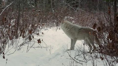 Gray wolf Stock Footage 151036640