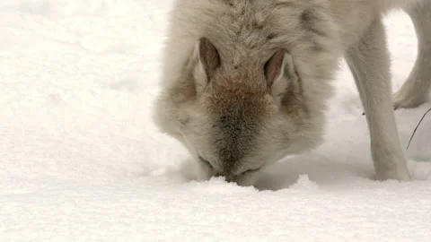 Gray wolf Stock Footage 151038313