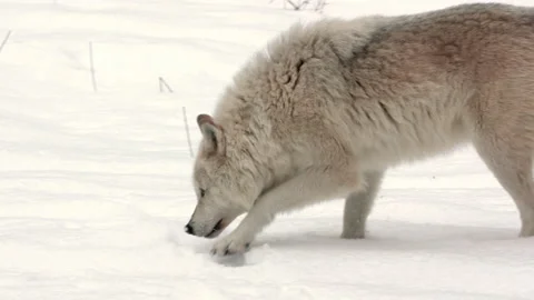 Gray wolf Stock Footage 151038722