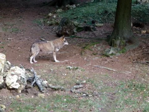 Gray wolf in the forest on the background of trees and grass Stock Photos