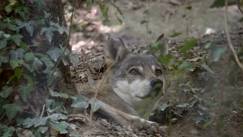 Gray Wolf Forest Close Up Video stock 91125509