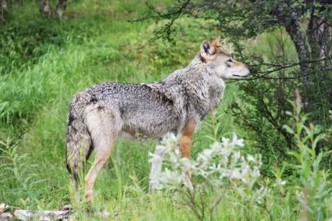 Gray Wolf in forest Stock Photos