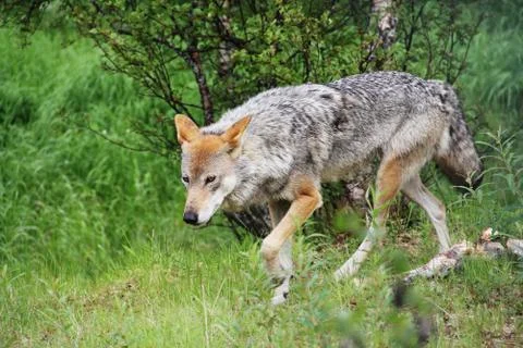 Gray Wolf in forest Stock Photos