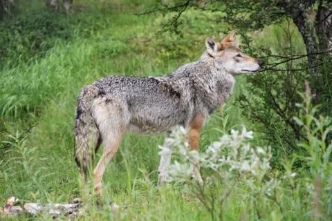 Gray Wolf in forest Stock Photos