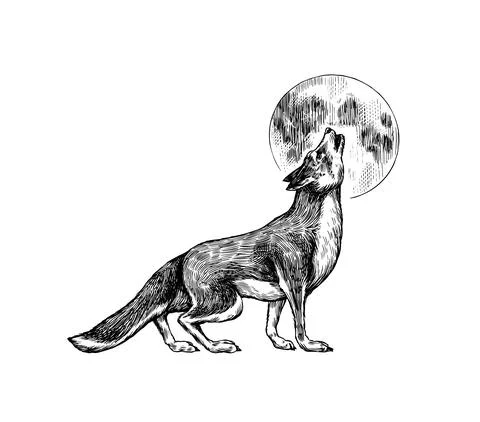 Gray wolf. Gray wolf. A predatory beast and the moon. Wild forest animal. Vector Stock Illustration