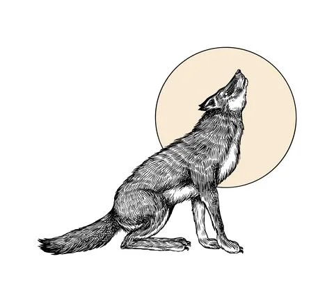 Gray wolf. Gray wolf. A predatory beast and the moon. Wild forest animal. Vector Stock Illustration