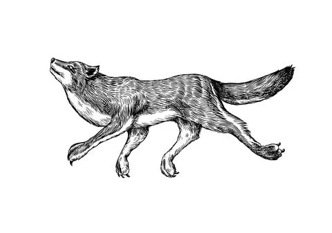 Gray wolf. Gray wolf. A predatory beast. Wild forest animal jumping. Vector Stock Illustration