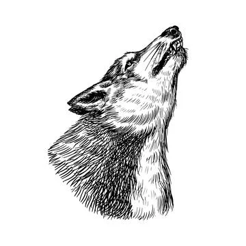 Gray wolf. Gray wolf. A predatory beast. Wild forest animal. Vector Engraved Stock Illustration