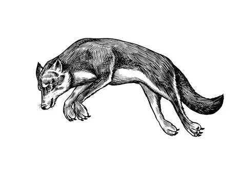 Gray wolf. Gray wolf. A predatory beast. Wild forest animal jumping. Vector Stock Illustration