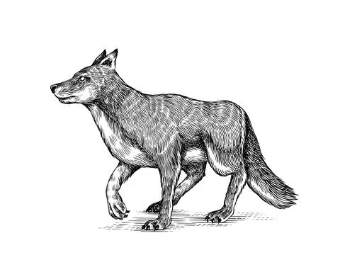 Gray wolf. Gray wolf. A predatory beast. Wild forest animal. Vector Engraved Stock Illustration