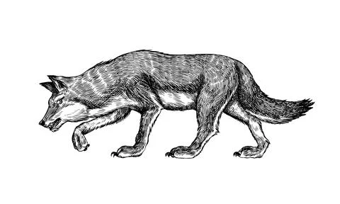 Gray wolf. Gray wolf. A predatory beast. Wild forest animal. Vector Engraved Stock Illustration