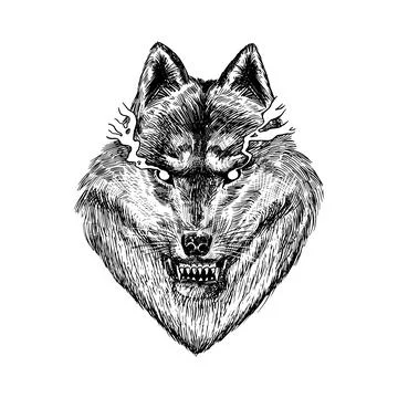 Gray wolf. Gray wolf. A predatory beast. Wild forest animal. Vector Engraved Stock Illustration