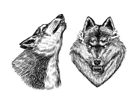 Gray wolf. Gray wolf. A predatory beast. Wild forest animal. Vector Engraved Stock Illustration