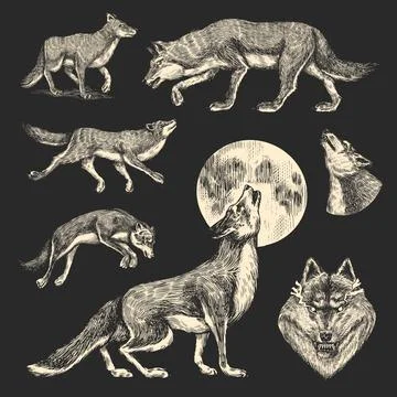 Gray wolf. Gray wolf. A predatory beast. Wild forest animal. Vector Engraved Stock Illustration