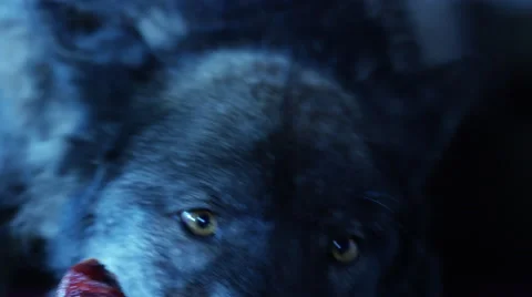 Gray wolf growling while eating meat at night 库存影片 67554467