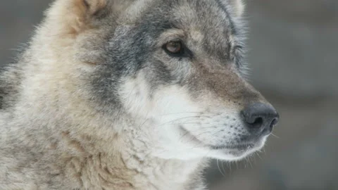 Gray wolf head Video stock 99284824