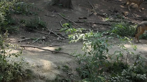 Gray Wolf, Herd of Wolves in Wilderness, Nature, Forest in Mountains Stockbeeldmateriaal 8624266