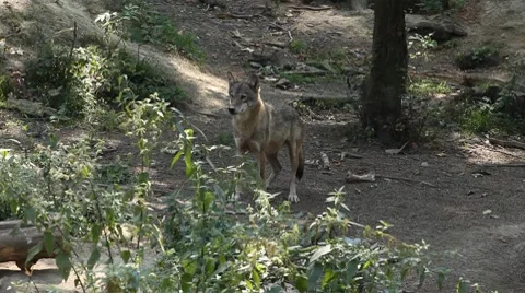 Gray Wolf, Herd of Wolves in Wilderness, Nature, Forest in Mountains Vídeo Stock 8625168