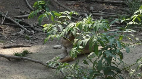 Gray Wolf, Herd of Wolves in Wilderness, Nature, Forest in Mountains 動画素材 8625657