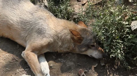 Gray Wolf, Herd of Wolves in Wilderness, Nature, Forest in Mountains Stock Footage 8626008