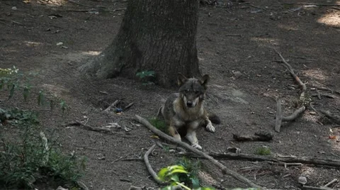 Gray Wolf, Herd of Wolves in Wilderness, Nature, Forest in Mountains Видео 8633912