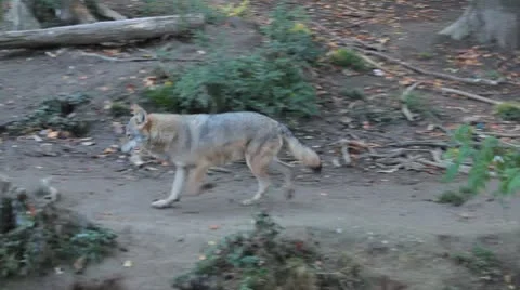 Gray Wolf, Herd of Wolves in Wilderness, Nature, Forest in Mountains Stock-Footage 8929091