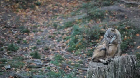 Gray Wolf, Herd of Wolves in Wilderness, Nature, Forest in Mountains Vidéo 8929126