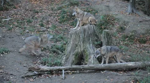 Gray Wolf, Herd of Wolves in Wilderness, Nature, Forest in Mountains Stock Footage 8929150