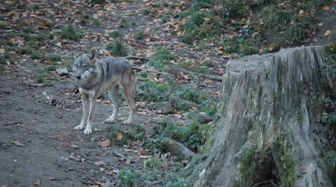 Gray Wolf, Herd of Wolves in Wilderness, Nature, Forest in Mountains Video stock 8929349