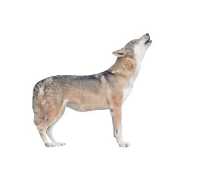 Gray wolf howling isolated Foto stock