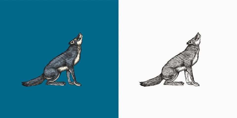 Gray wolf howling. A predatory beast. Wild forest animal. Vector Engraved hand Illustrazione stock