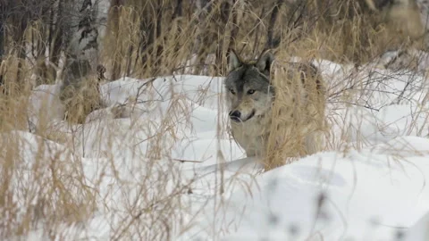 Gray wolf hunting in deep snow and licking its lips Video stock 335078060