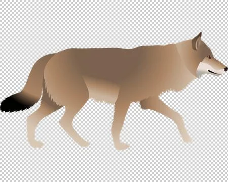 Gray wolf Stock Illustration