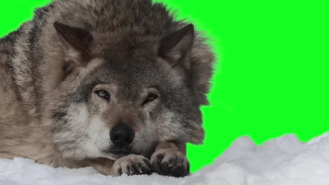 Gray Wolf lies on the snow and dozes, on a green screen 動画素材 329696985