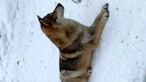 Gray wolf lies on the snow in winter in the zoo Russia Penza. vertical video Stock Footage 170058050