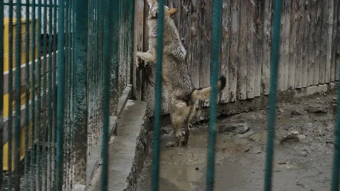 Gray wolf locked in a cage Stock Footage 152721547
