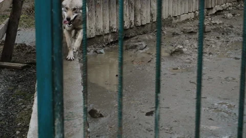 Gray wolf locked in a cage Stock Footage 152723598
