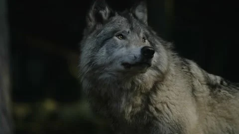 Gray Wolf Looking Around And Licking Its... | Stock Video | Pond5