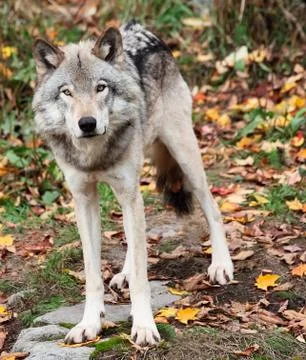 Gray wolf looking at the camera on a fall day Stock Photos