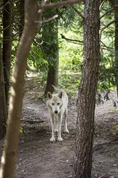 Gray wolf looking at camera Stock Photos
