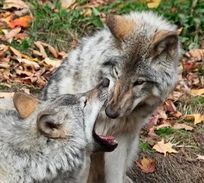 Gray wolf looking inside another wolf's mouth Stock Photos