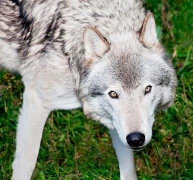 Gray wolf looking at you Stock Photos