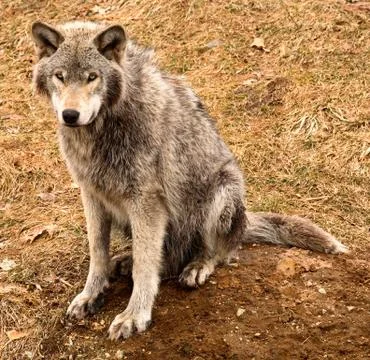 Gray wolf looking at you Stock Photos