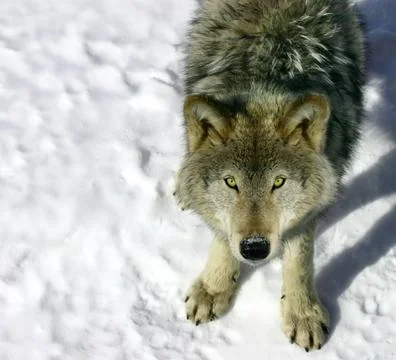Gray wolf looking up at you Foto stock