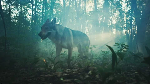 Gray wolf looks around in a forest before running away Stock Footage 155852647