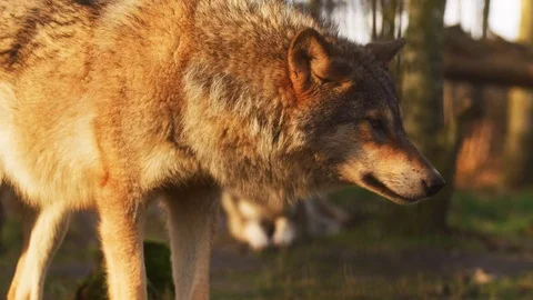 The gray wolf looks into the camera Stock Footage 120464125